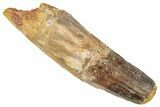 Fossil Spinosaurus Tooth - Feeding Worn Tooth #267531-1
